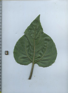 leafbottom