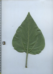 leafbottom
