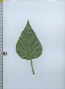 leafbottom