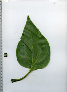 leafbottom