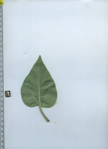 leafbottom