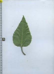 leafbottom