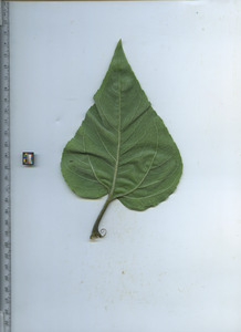 leafbottom