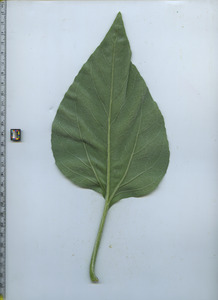 leafbottom