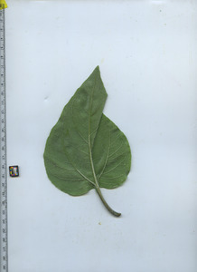 leafbottom
