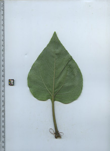 leafbottom
