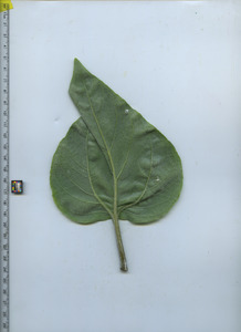leafbottom