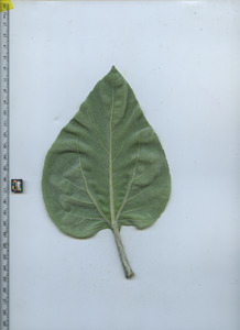 leafbottom