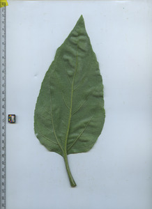 leafbottom