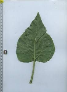 leafbottom