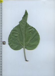 leafbottom