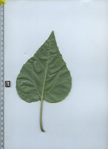 leafbottom