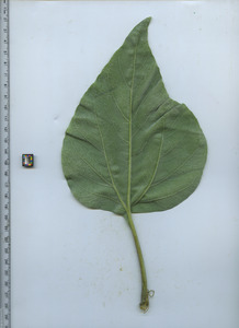 leafbottom