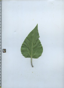 leafbottom