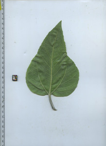 leafbottom
