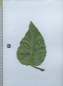 leafbottom
