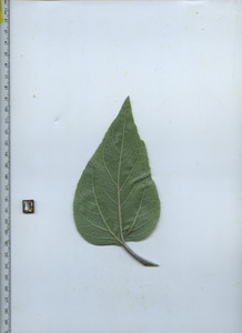 leafbottom