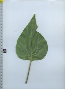 leafbottom