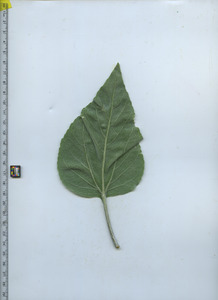 leafbottom