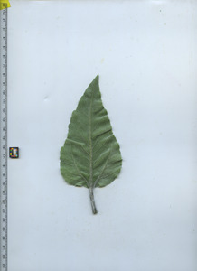 leafbottom