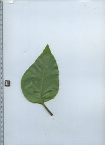 leafbottom
