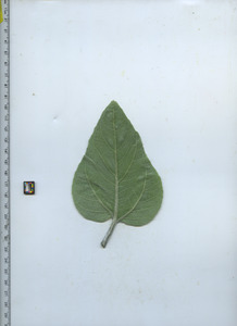 leafbottom
