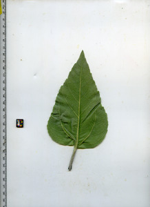 leafbottom