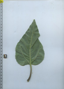 leafbottom