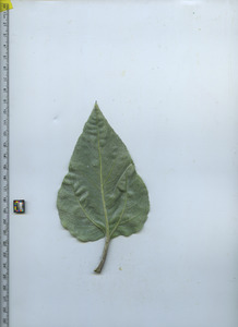 leafbottom