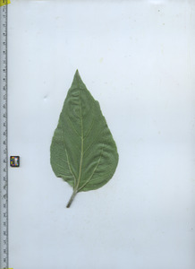 leafbottom