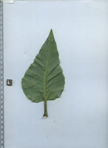 leafbottom