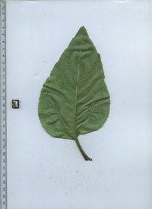 leafbottom