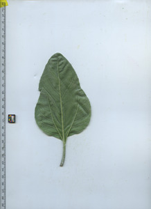 leafbottom