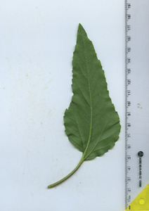 leafbottom