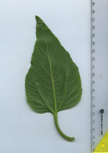 leafbottom