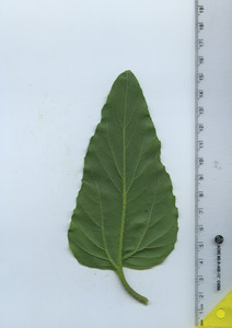 leafbottom