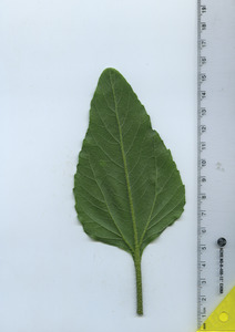 leafbottom