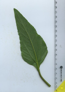 leafbottom