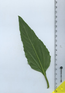 leafbottom