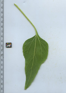 leafbottom