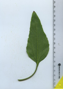 leafbottom