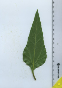leafbottom