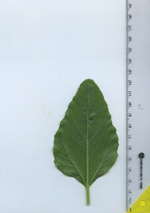 leafbottom