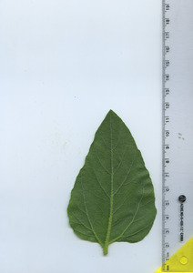 leafbottom