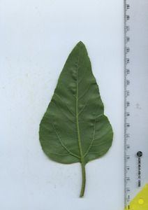 leafbottom