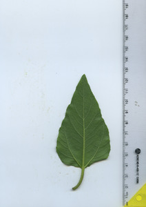 leafbottom