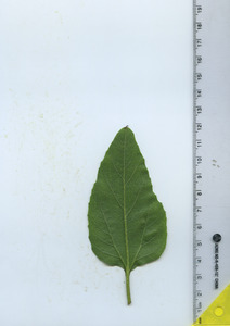 leafbottom