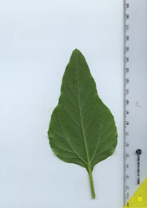 leafbottom