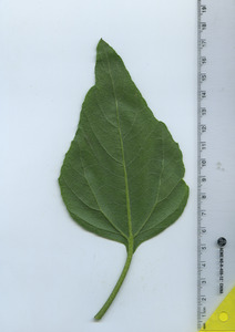 leafbottom