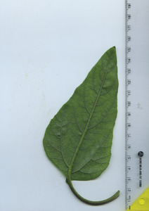 leafbottom